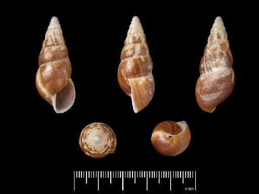 Bulimus aethiops Morelet, 1864 - 1893.2.4.1209, SYNTYPE, Bulimus aethiops Morelet, 1864