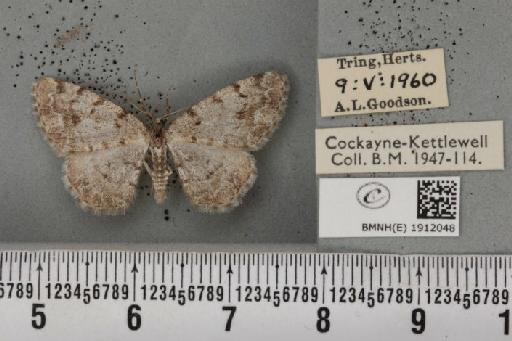 Aethalura punctulata (Denis & Schiffermüller, 1775) - BMNHE_1912048_485040