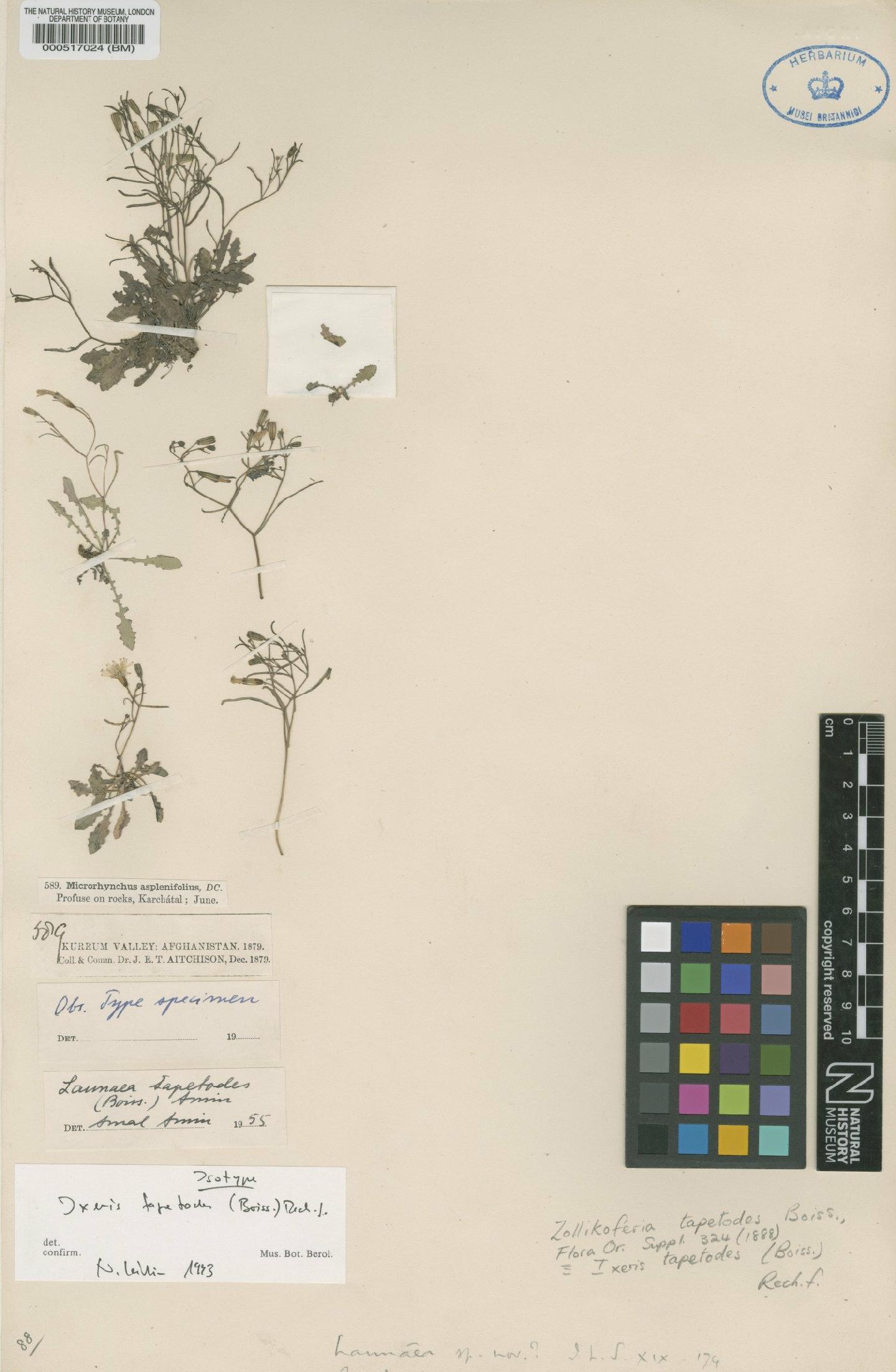 To NHMUK collection (Launaea tapetodes (Boiss.) Amin; Isotype; NHMUK:ecatalogue:4970918)