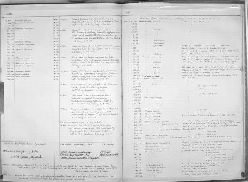 Leptocypris crossensis Howes & Teugels, 1989 - Zoology Accessions Register: Fishes: 1971 - 1985: page 435