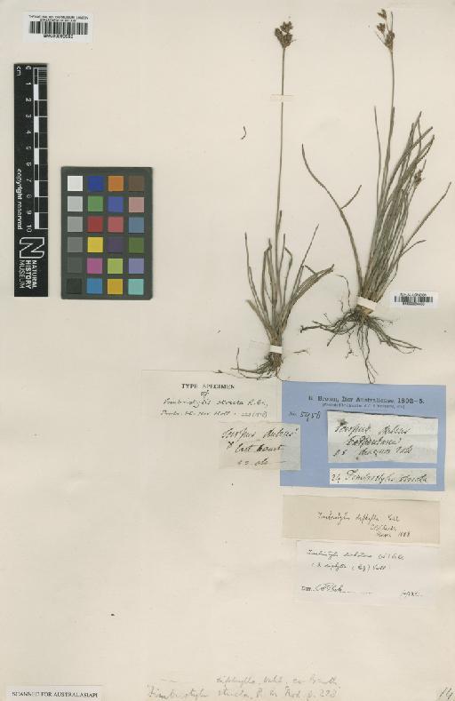 Fimbristylis dichotoma (L.) Vahl - BM000990882