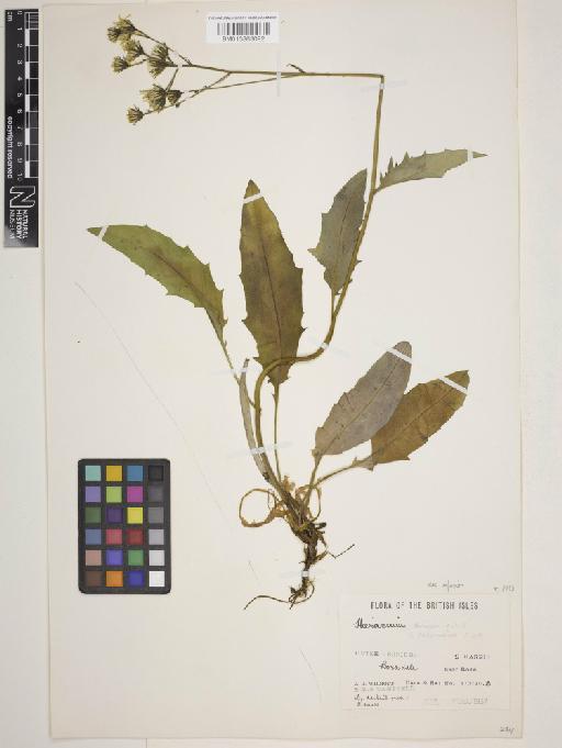 Hieracium cravoniense (F.Hanb.) Roffey - 013863092