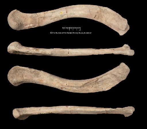 Neosteneosaurus edwardsi - NHMUK PV R 2075 - femur prior to sectioning