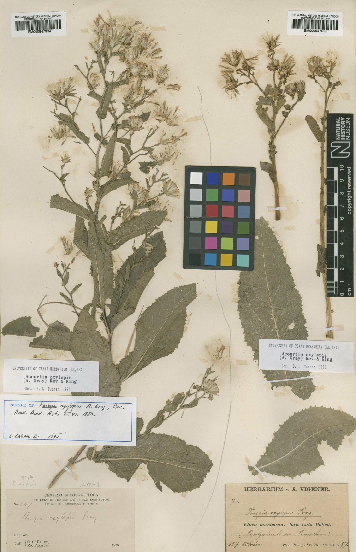 To NHMUK collection (Perezia oxylepis A.Gray; Isotype; NHMUK:ecatalogue:619940)