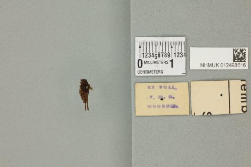 Thoradonta dentata Hancock, 1908 - 012498616_reverse_1