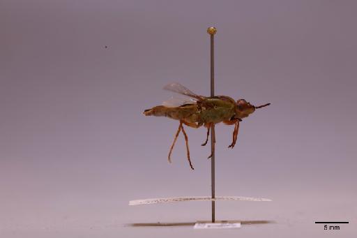 Odontomyia Meigen, 1803 - 013740261_lateral