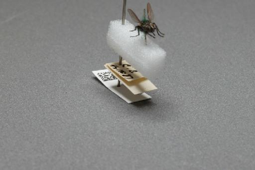 Sarcophaga (Myorhina) nigriventris Meigen, 1826 - 015091914_additional_4