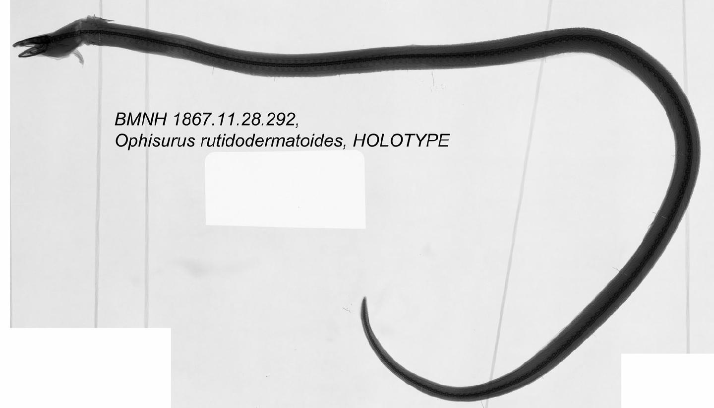 To NHMUK collection (Ophisurus rutidodermatoides Bleeker, 1853; HOLOTYPE; NHMUK:ecatalogue:2599948)