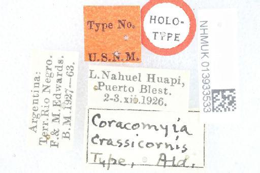 Coracomyia crassicornis Aldrich, 1934 - Coracomyia crassicornis HT label