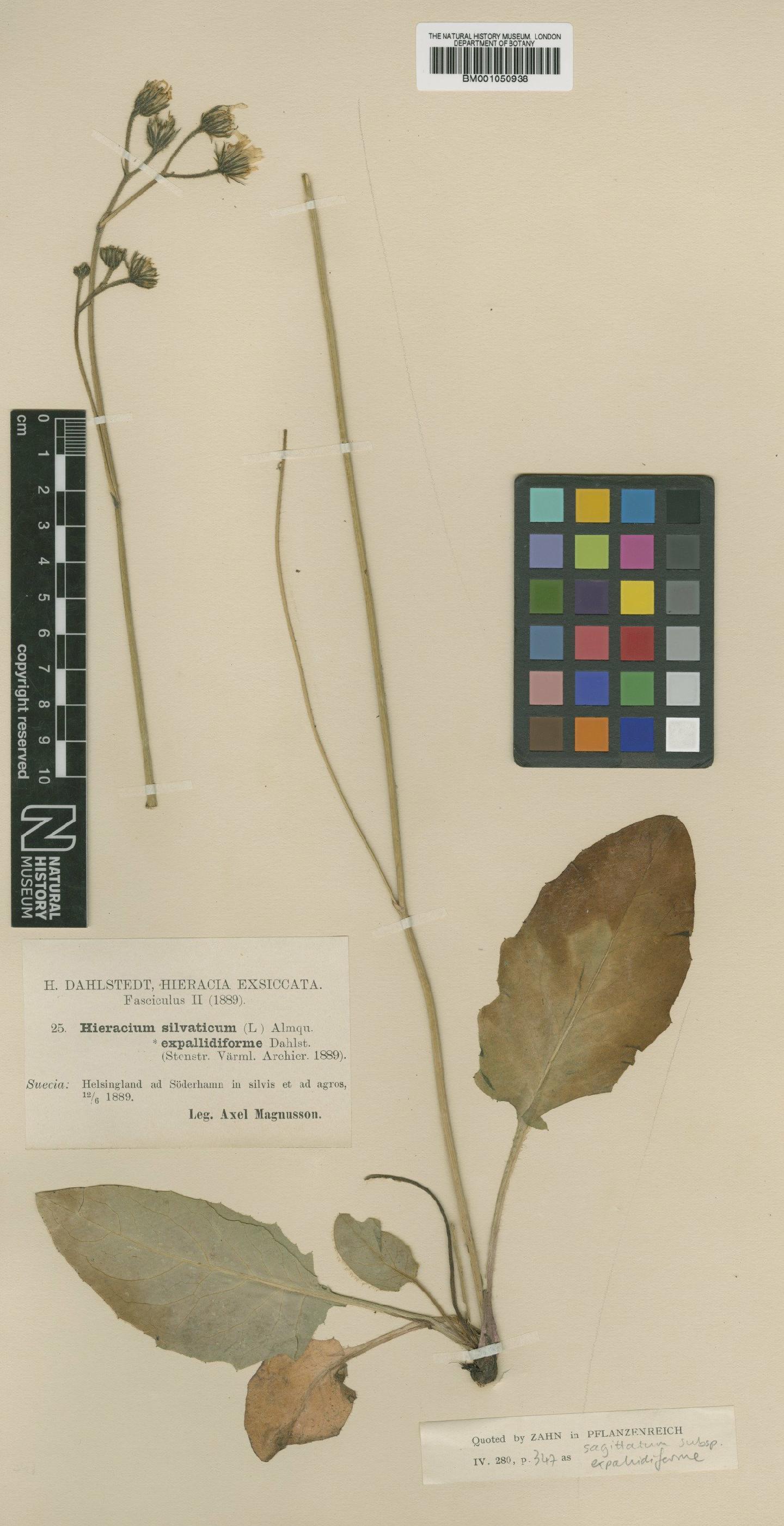 To NHMUK collection (Hieracium sagittatum subsp. expallidiforme (Dahlst.) Zahn; TYPE; NHMUK:ecatalogue:2413478)