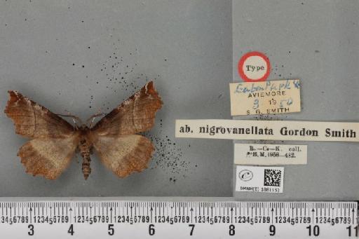 Selenia dentaria ab. nigrovanellata Smith, 1951 - BMNHE_1881153_446322