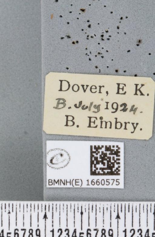 Setina irrorella (Linnaeus, 1758) - BMNHE_1660575_label_259012