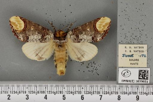 Phalera bucephala bucephala (Linnaeus, 1758) - BMNHE_1639651_208805