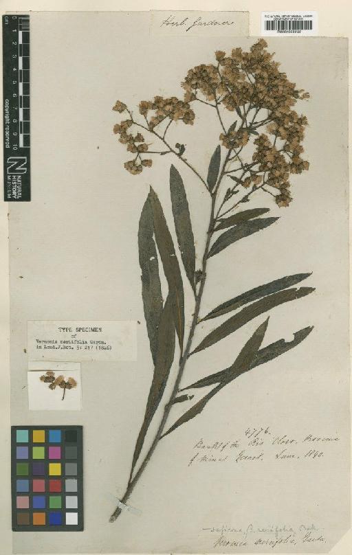 Vernonia ruficoma var. neriifolia (Gardner) Baker - BM001009232