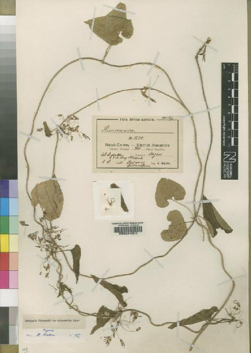 Ceropegia flanaganii var. alexandrina J.A.Huber - BM000645912