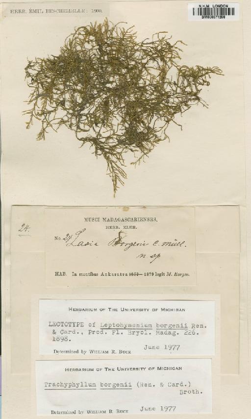 Trachyphyllum borgenii (Renauld & Cardot) Broth. - BM000871298