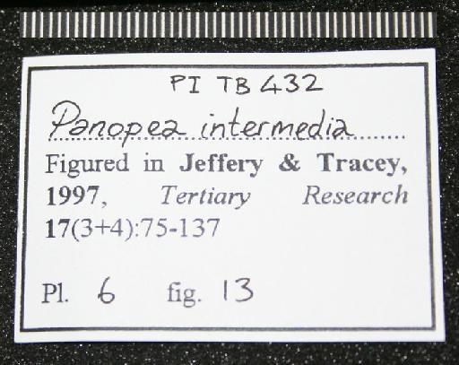 Panopea intermedia (J. Sowerby, 1814) - TB 432. Panopea intermedia (label-3)