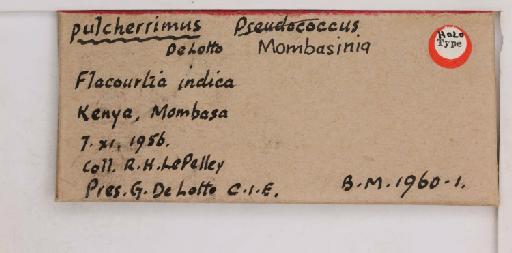 Mombasinia pulcherrimus De Lotto, 1961 - 010715126_additional