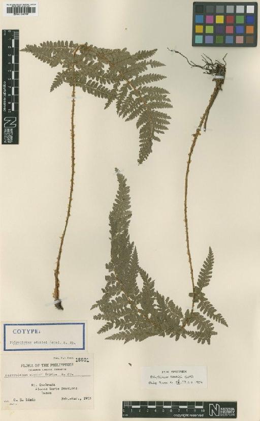 Polystichum edanioi Copel. - BM001048767