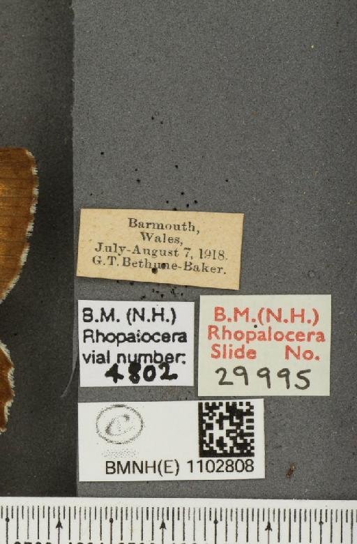 Hipparchia semele semele Linnaeus, 1758 - BMNHE_1102808_label_14154