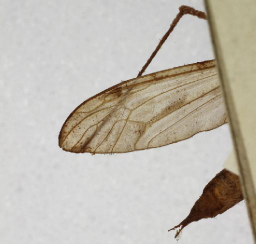 Ischnotoma (Icriomastax) nudicornis (Macquart) - Tipula_nudicornis-010210571-wing_ventral