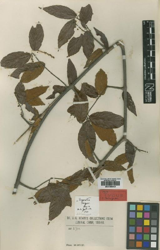 Sageretia rugosa Hance - BM000838529