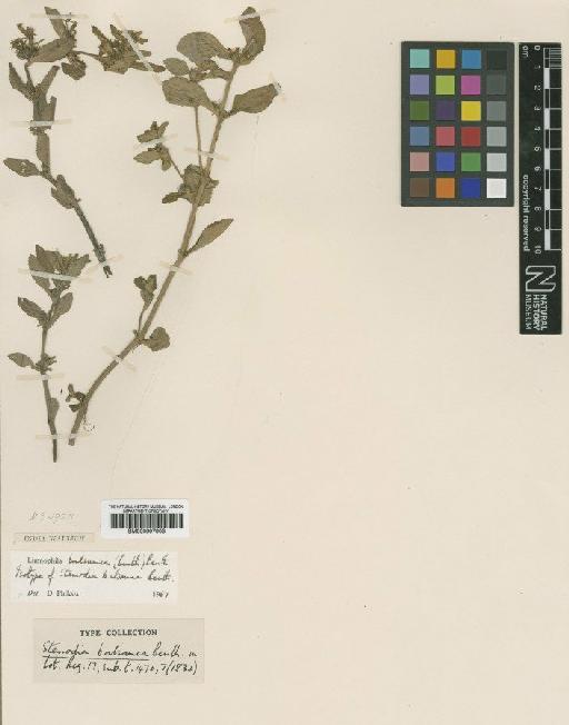 Limnophila balsamea Benth. - BM000997903
