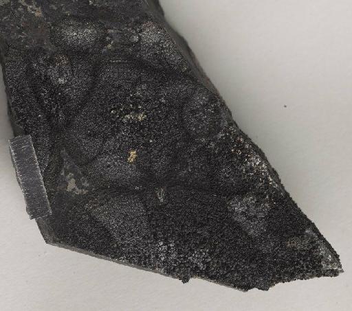Buellia russa var. cycloplaca I.M.Lamb - BM001096327_a