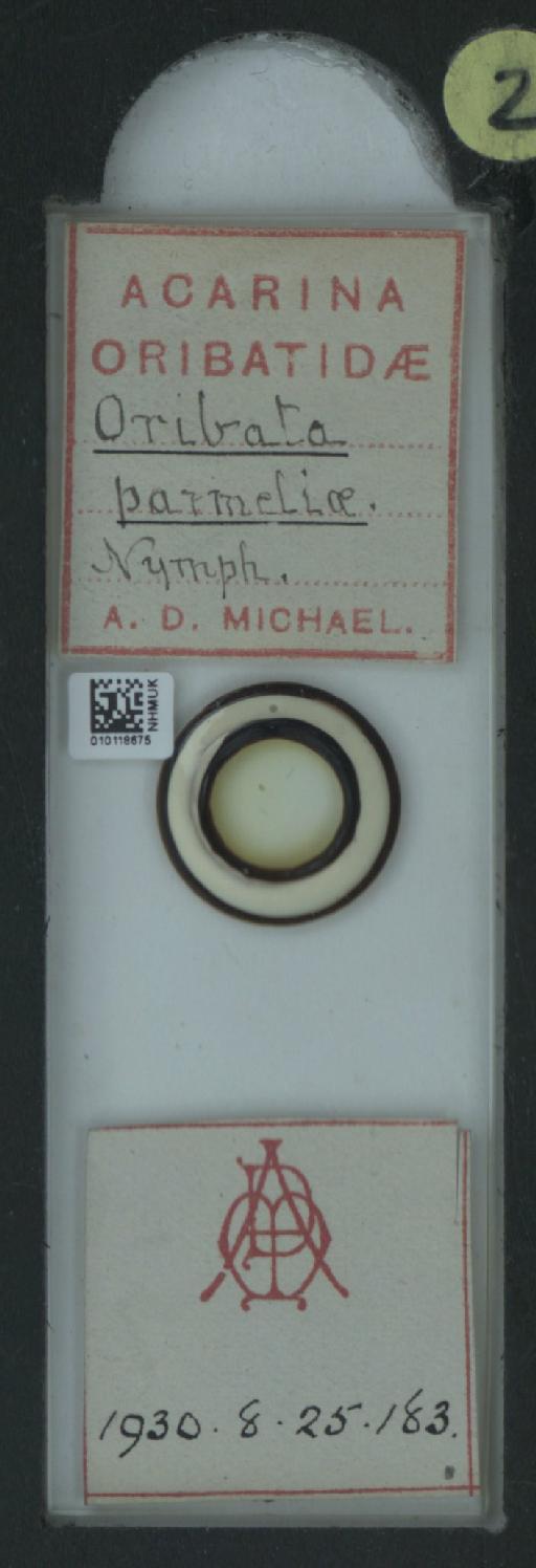 Oribata parmeliae Mitchell, 1884 - 010118675_128147_7801393