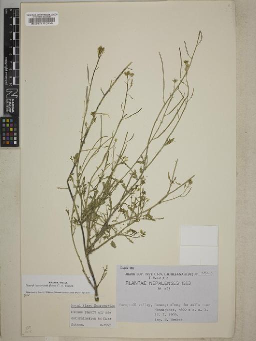 Sisymbrium brassiciforme Mey - BM000587912