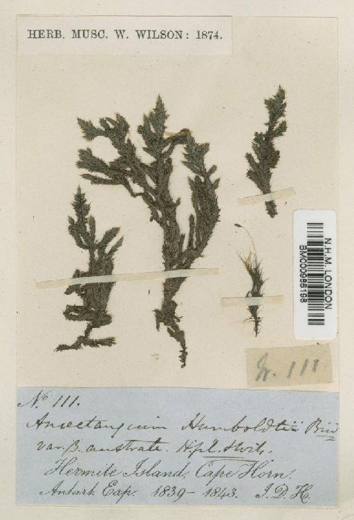 Rhacocarpus humboldtii (Hook.) Lindb. - BM000986198