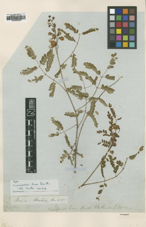 Caesalpinia laxa Benth. - BM000952036