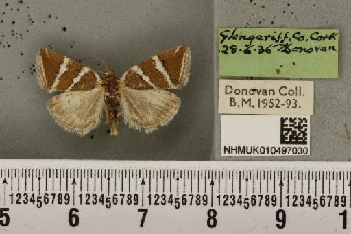Deltote bankiana (Fabricius, 1775) - NHMUK_010497030_554901