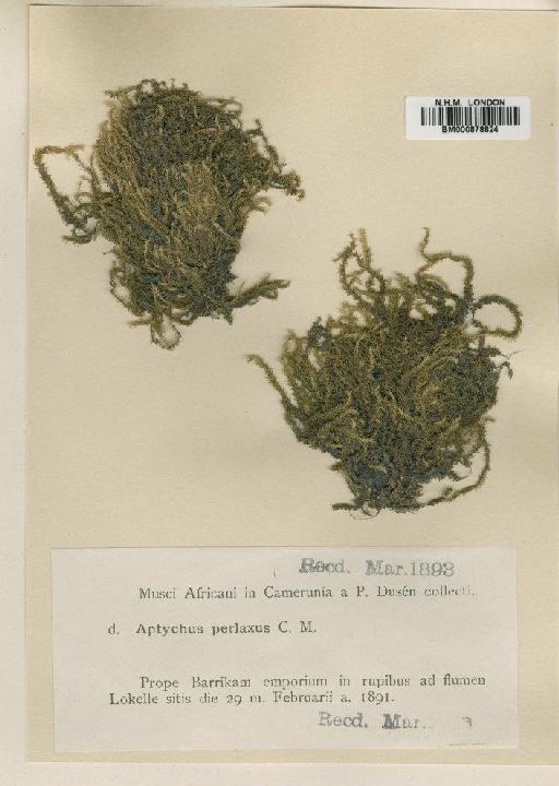 Sematophyllum subpinnatum (Brid.) E.Britton - BM000878824