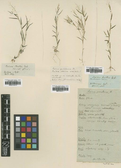 Panicum wrightianum Scribn. - BM001042410