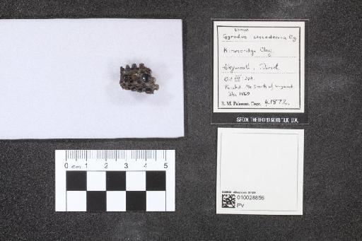 Gyrodus coccoderma Egerton, 1869 - 010028856_L010041325