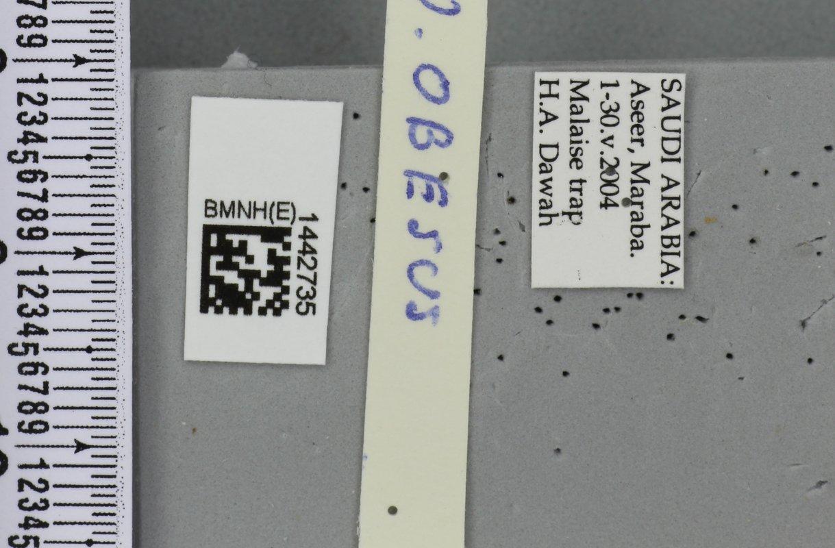 Dacus obesus