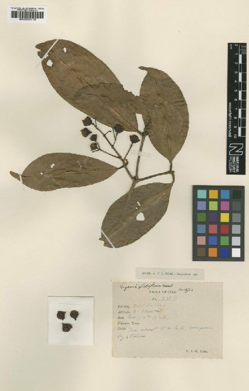 Eugenia globiflora Craib - BM000944104