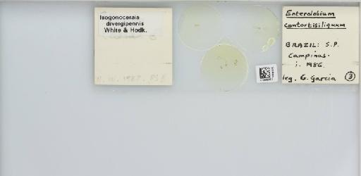 Isogonoceraia divergipennis White & Hodkinson, 1980 - 013482963_117198_1146273_157792_NonType_result