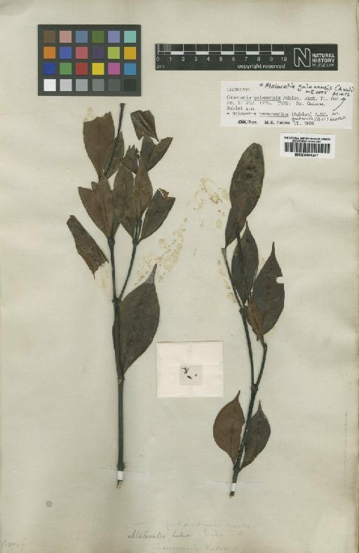 Malouetia guianense (Aubl.) Miers - BM000885247