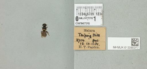 Ceratina (Ceratinidia) bryanti Cockerell, 1919 - 013385077_17710_1628130