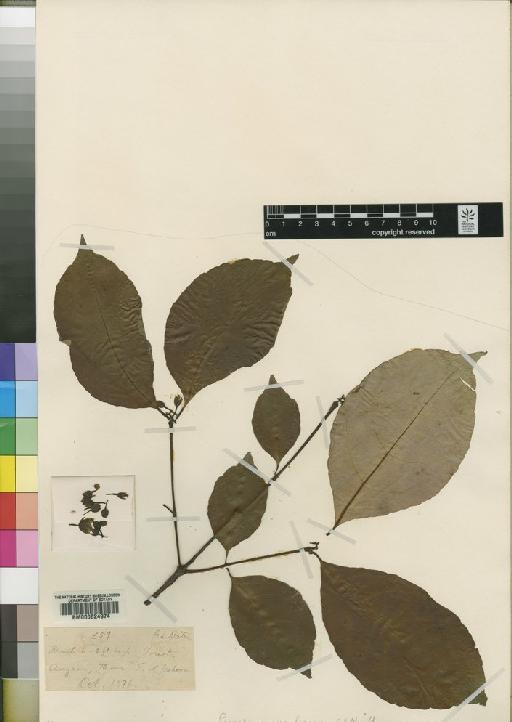 Psorospermum membranaceum C.H.Wright - BM000624974