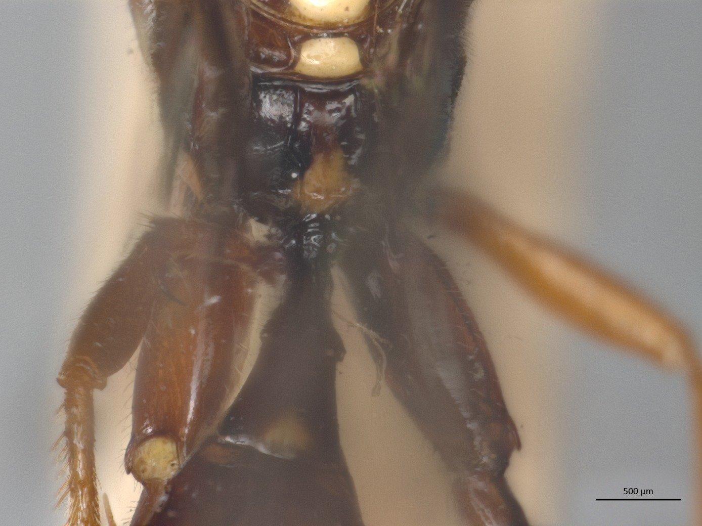 Labium vasseanum