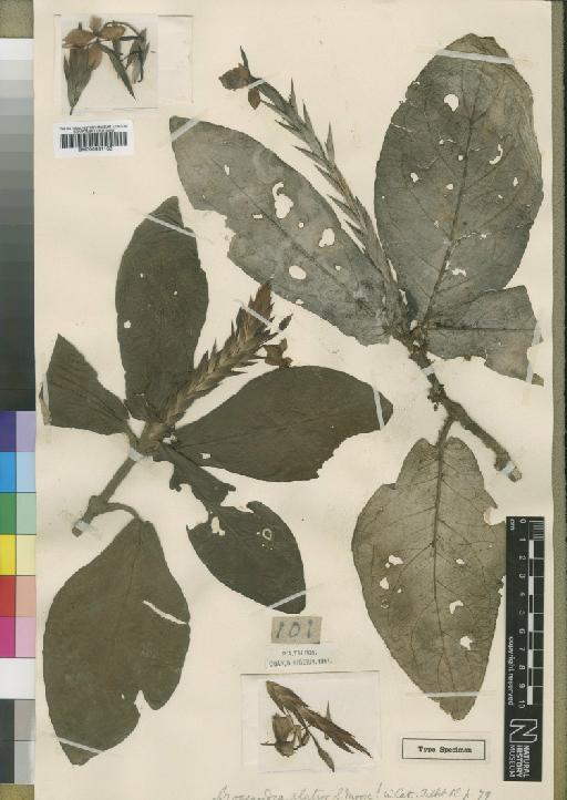 Stenandriopsis guineensis (Nees) Benoist - BM000931162