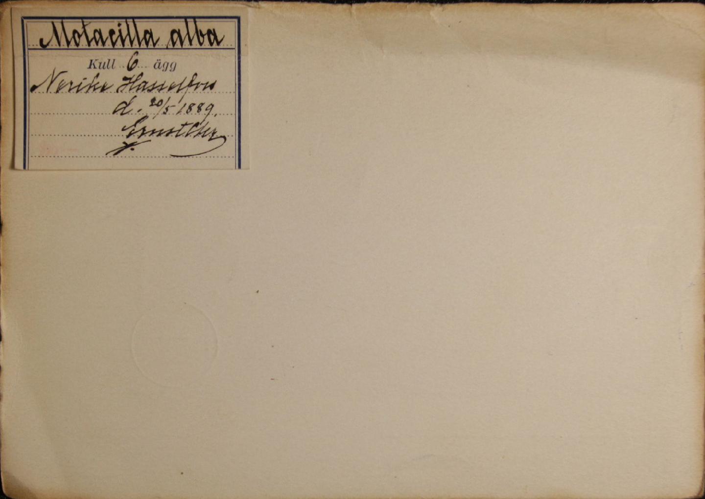 To NHMUK collection (Motacilla alba Linnaeus, 1758; NHMUK:ecatalogue:9253126)
