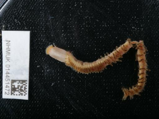 Nephtys incisa Malmgren, 1865 - 014451472_01