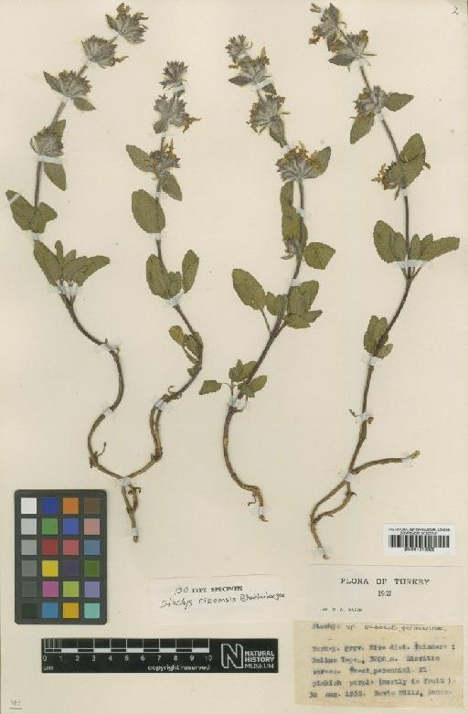 Stachys rizeensis R.Bhattacharjee - BM001010928