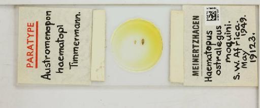 Austromenopon haematopi Timmermann, 1954 - 010651947_816391_1428310