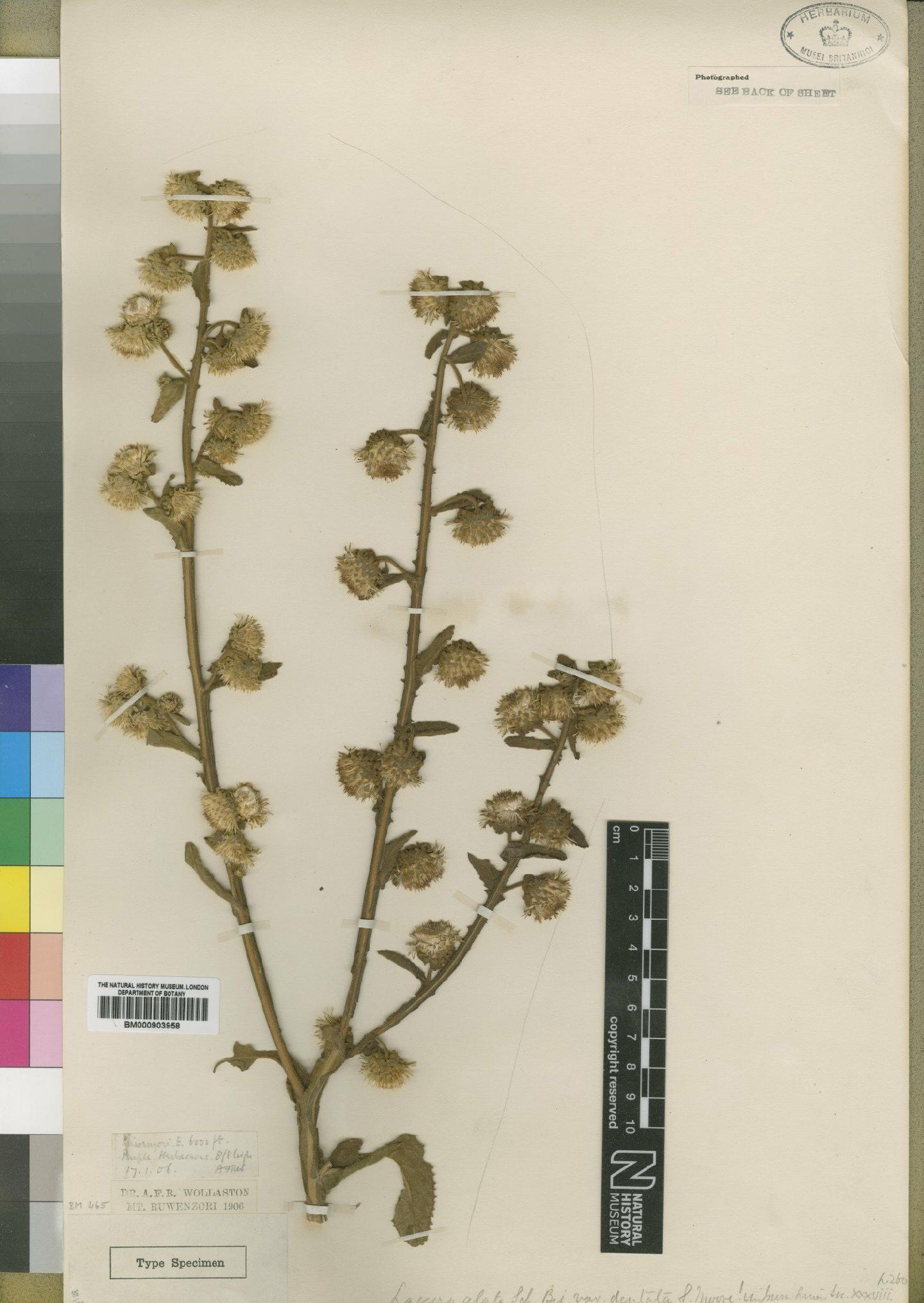 To NHMUK collection (Laggera alata var. dentata Moore; Type; NHMUK:ecatalogue:4529007)