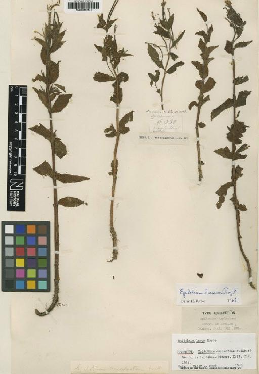 Epilobium laxum Royle - BM000957941